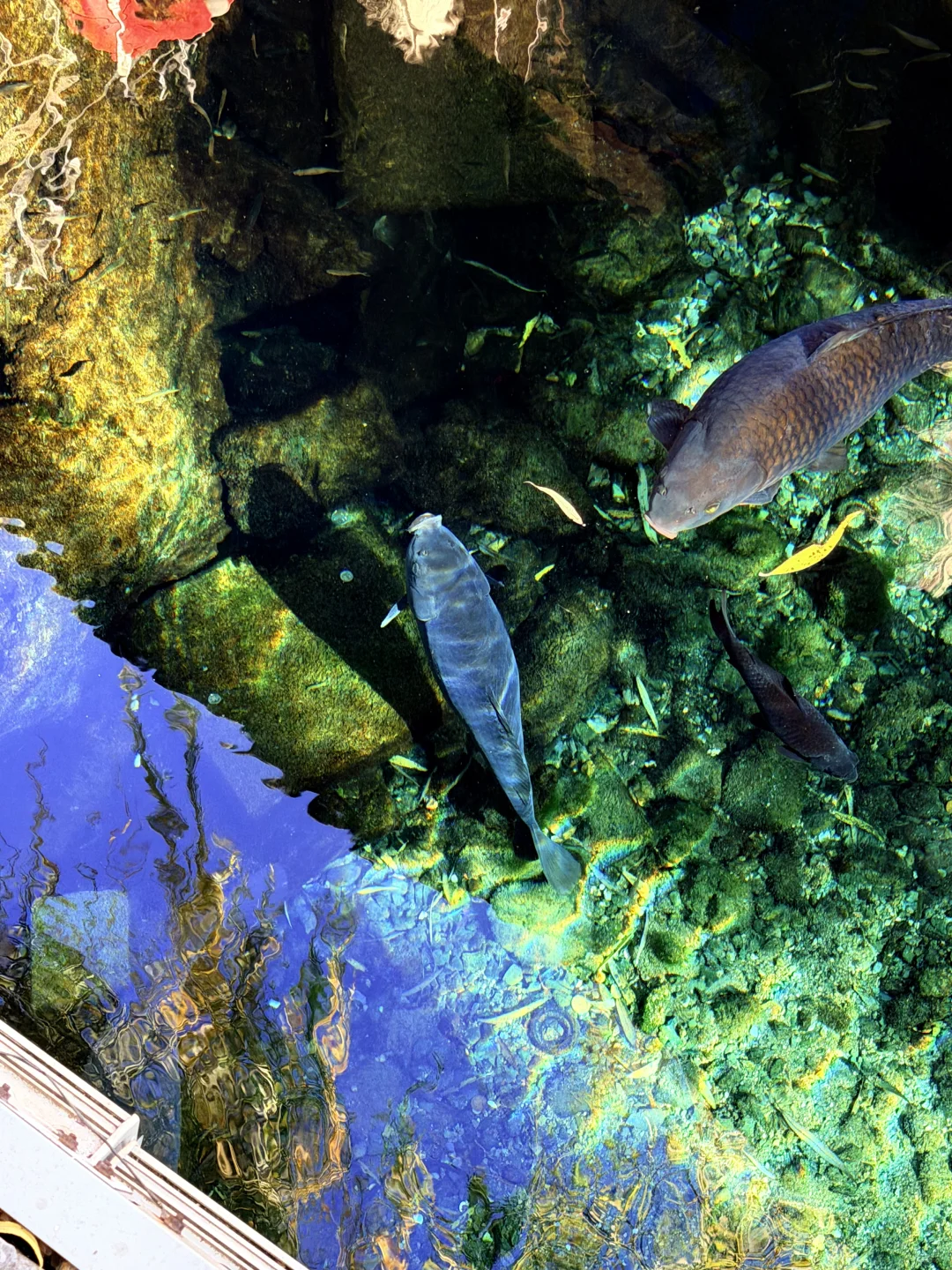 济南的水实在惊人