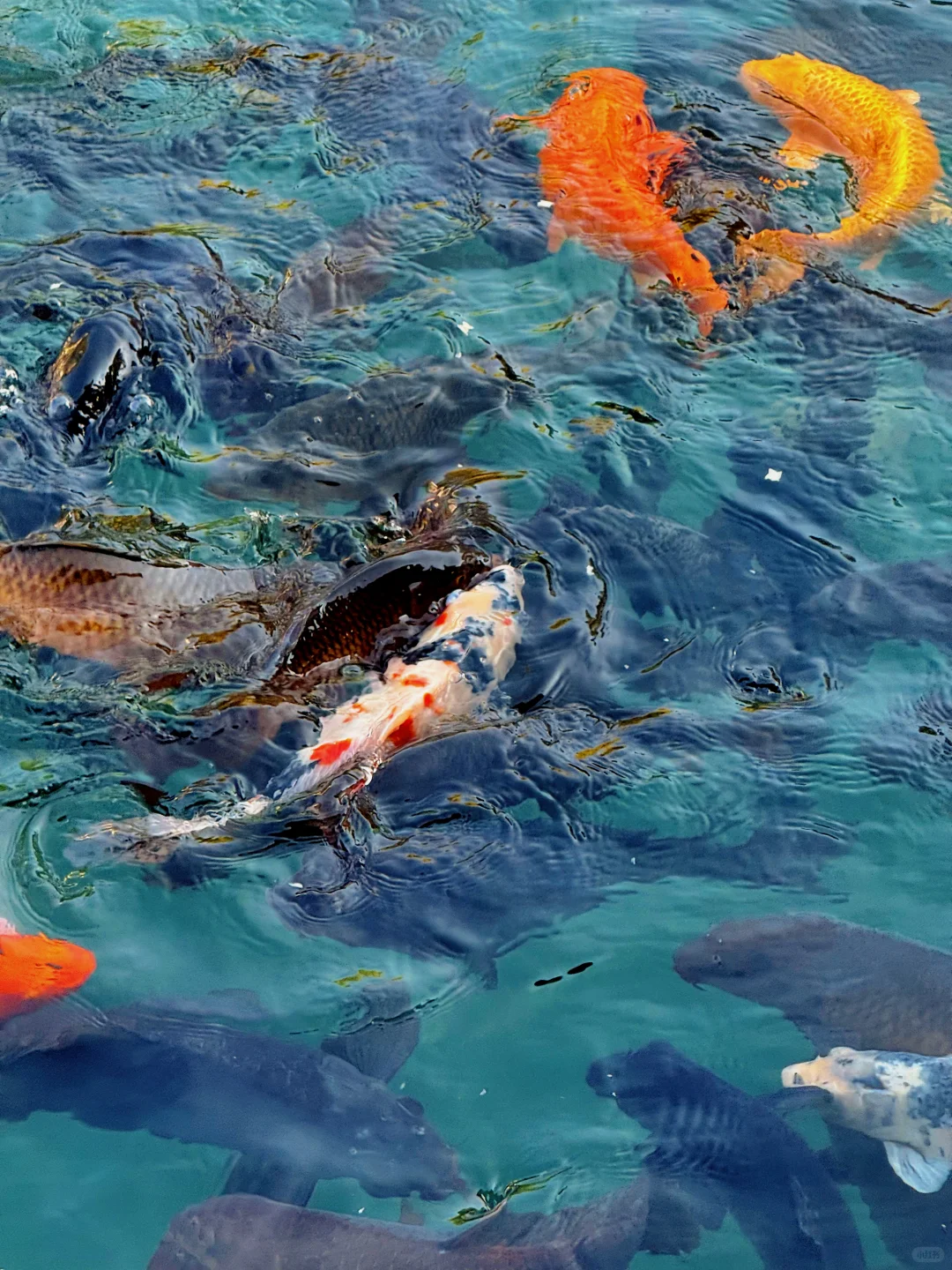 这济南可太美了！