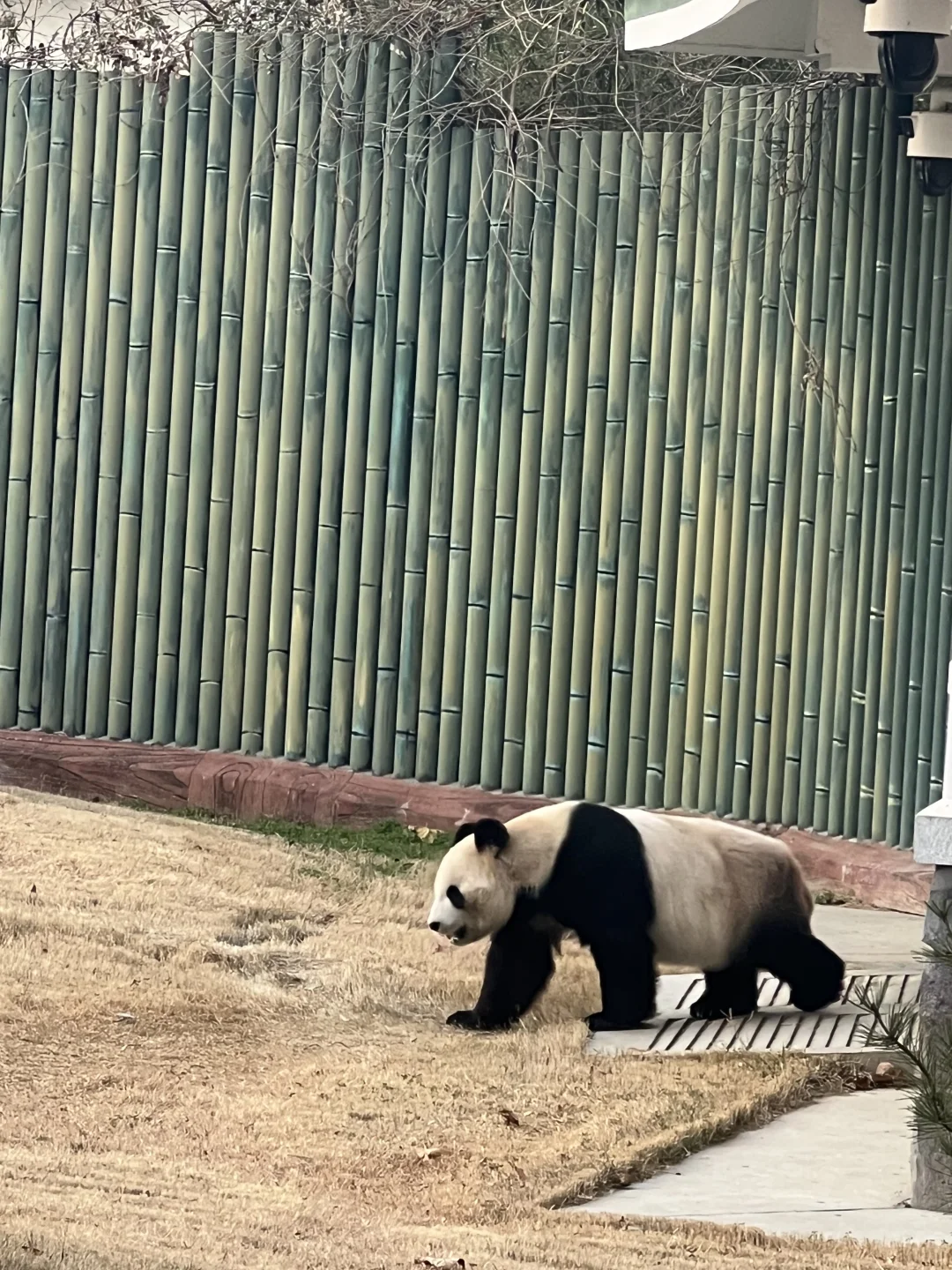 济南好去处07：济南动物园