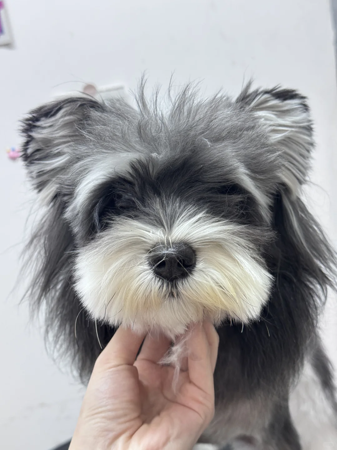 雪纳瑞造型｜青岛宠物店