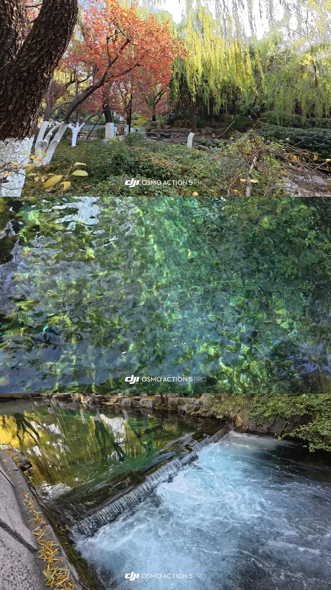 12.2济南 实况| 趵突泉+五龙潭+大明湖