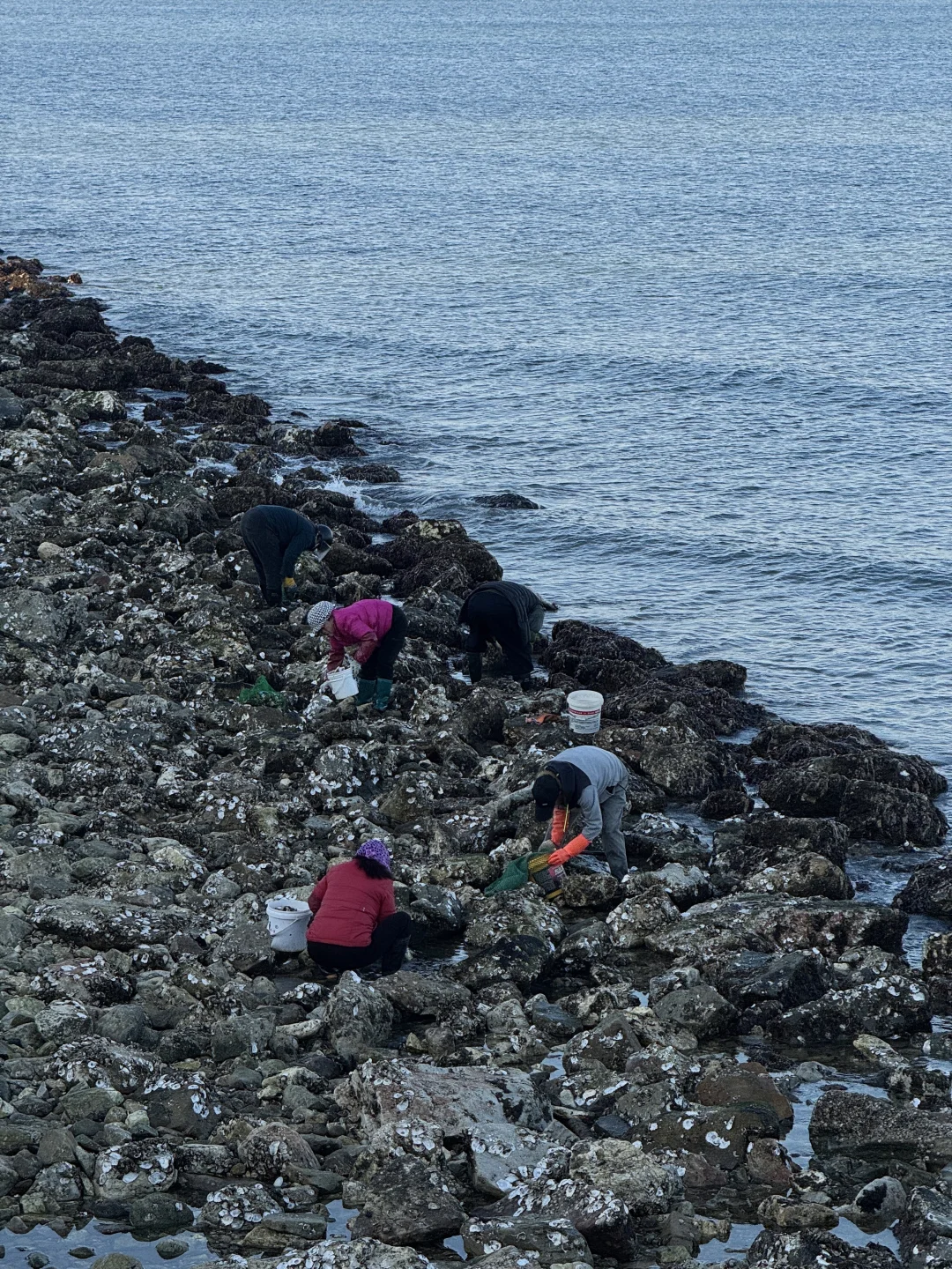 不吹🐂!今天烟台海边有一亿人看海鸥~🙋‍♀️