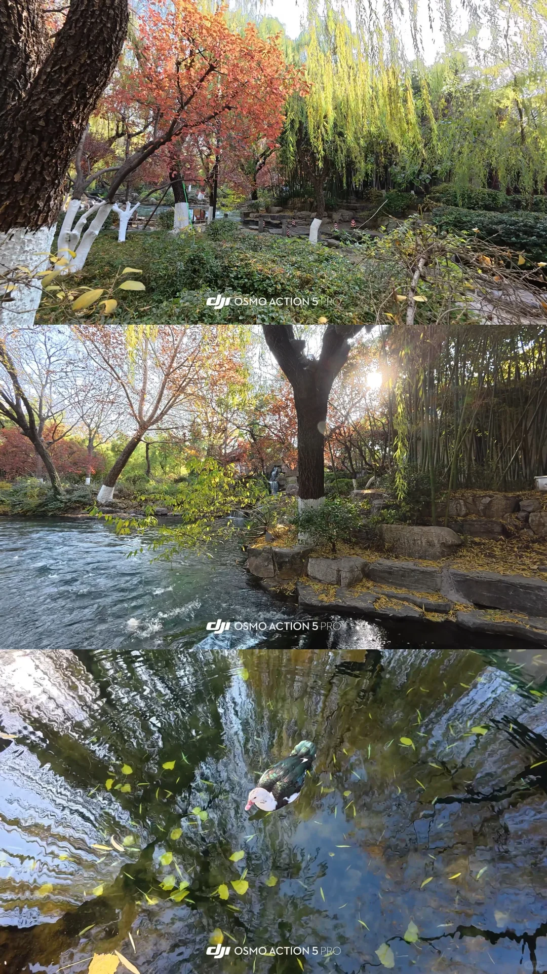 12.2济南 实况| 趵突泉+五龙潭+大明湖