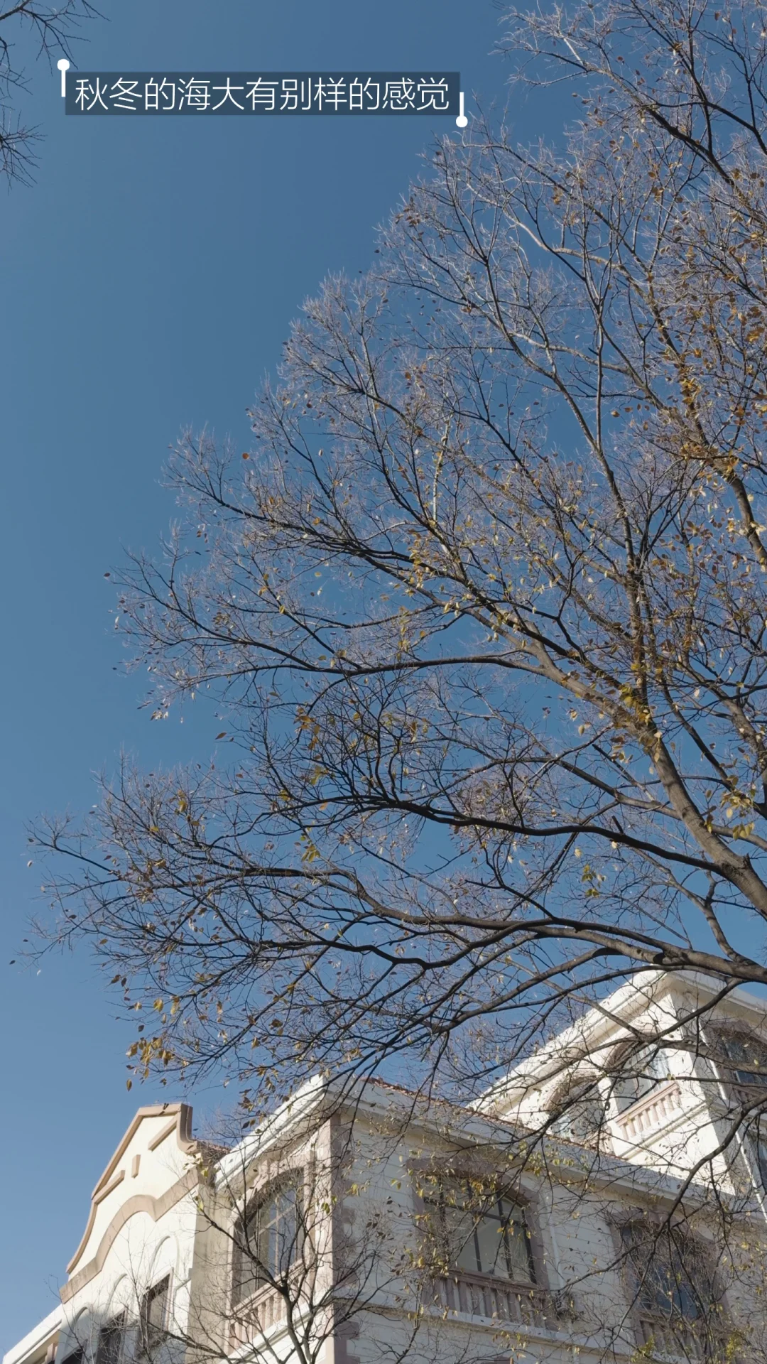 OUC读博plog｜青岛开启速冻模式