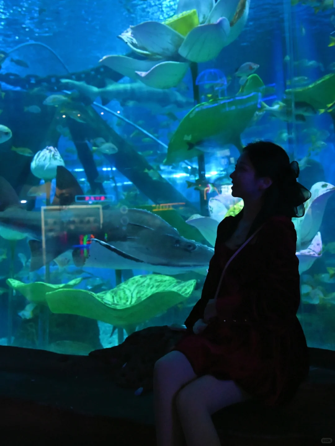 打卡济南融创海世界｜送你一场蓝色梦幻之旅