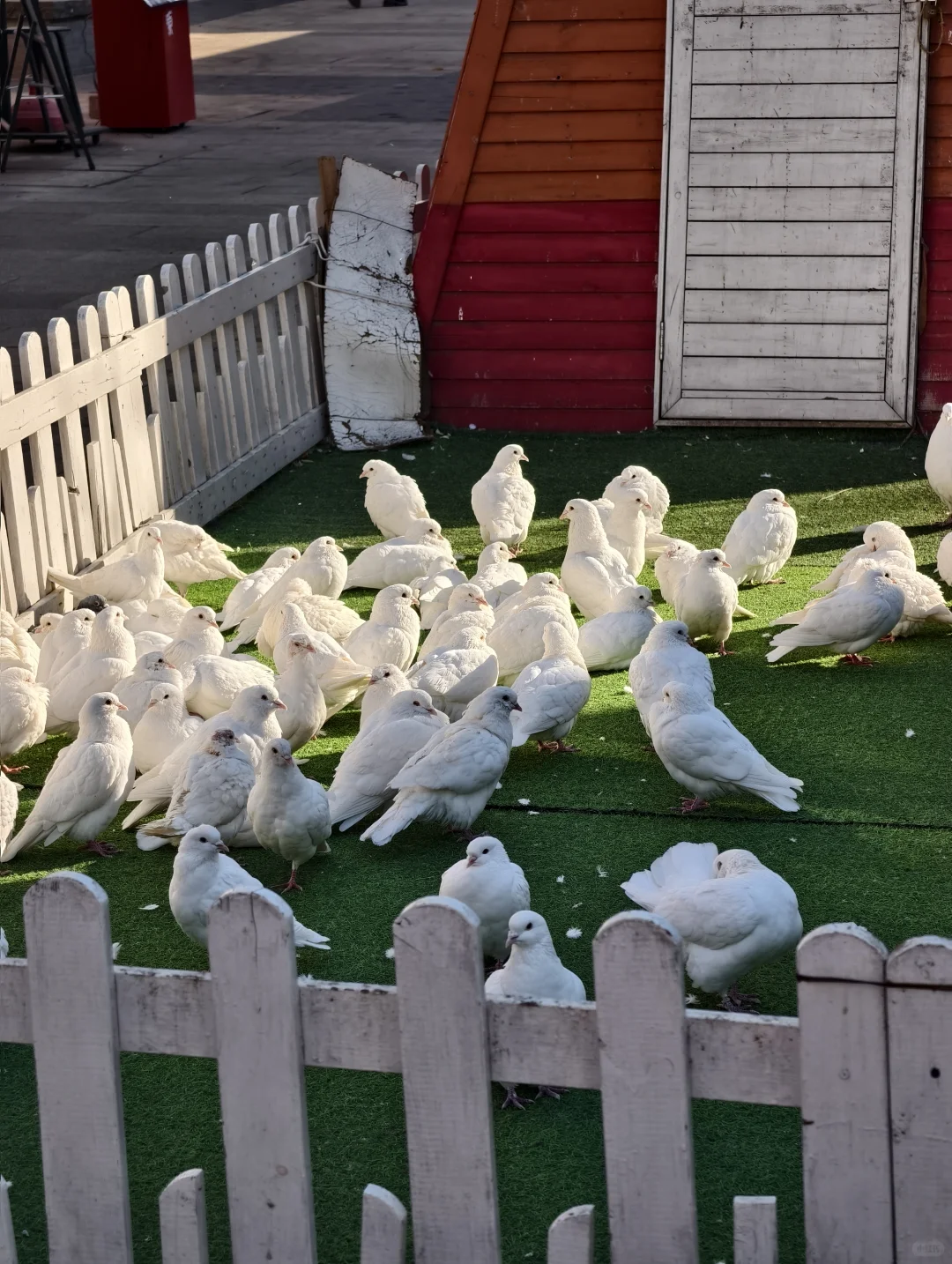 济南经三老商埠的圣诞树这不就来了。