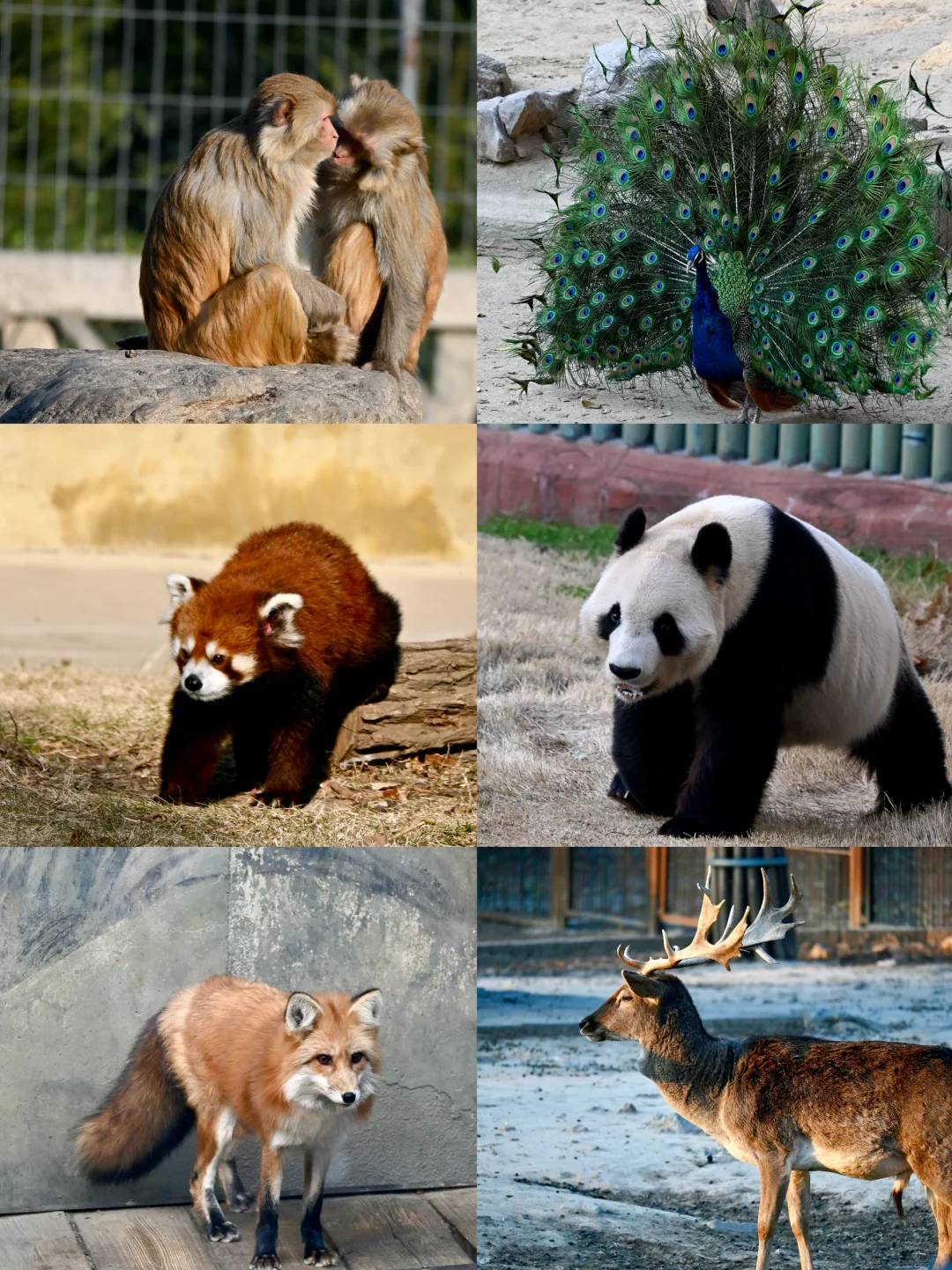 济南好去处07：济南动物园