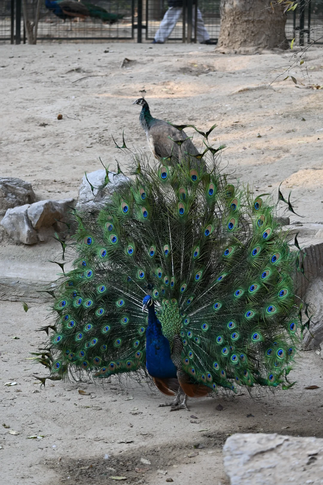 济南好去处07：济南动物园