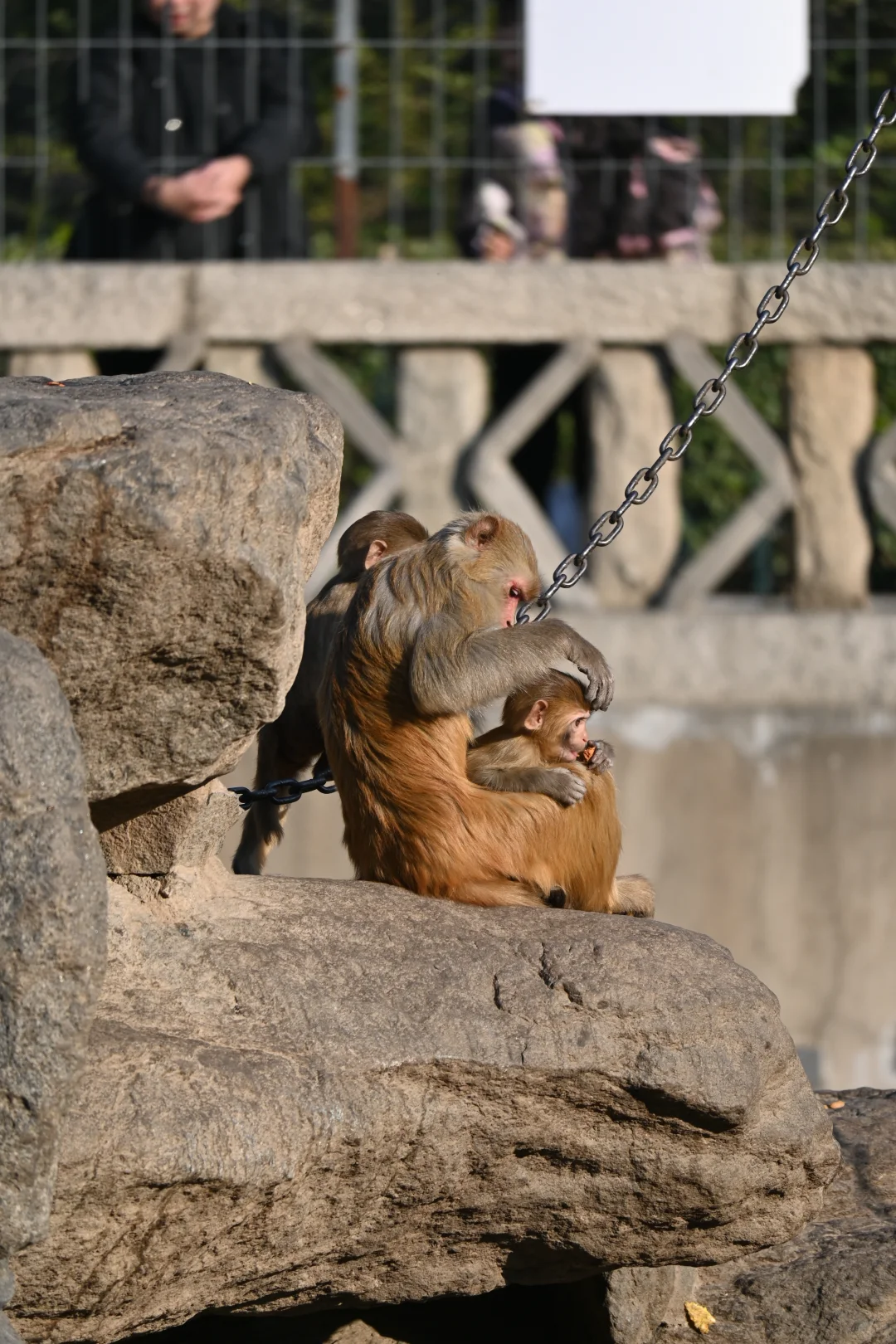 济南好去处07：济南动物园