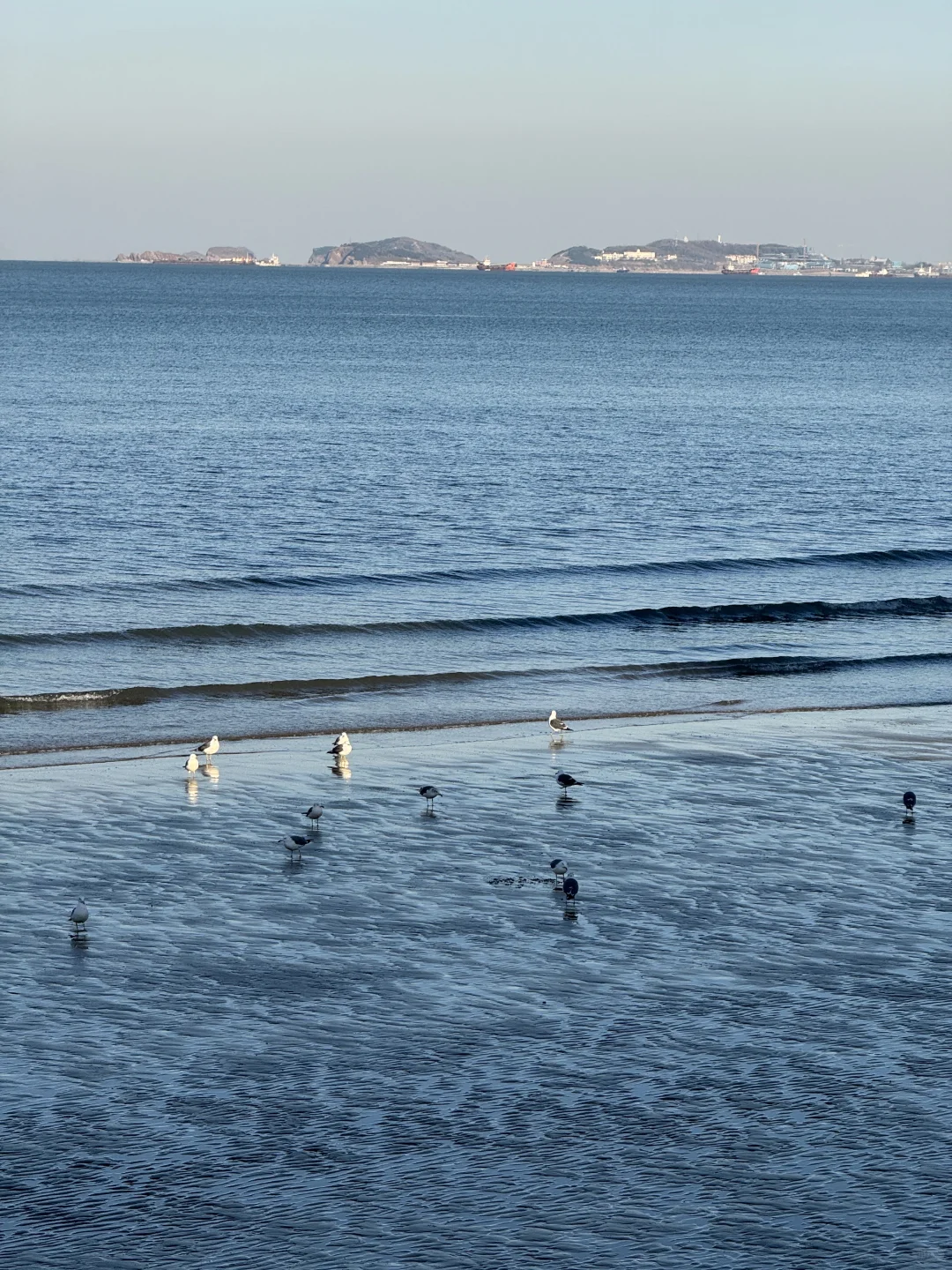 不吹🐂!今天烟台海边有一亿人看海鸥~🙋‍♀️
