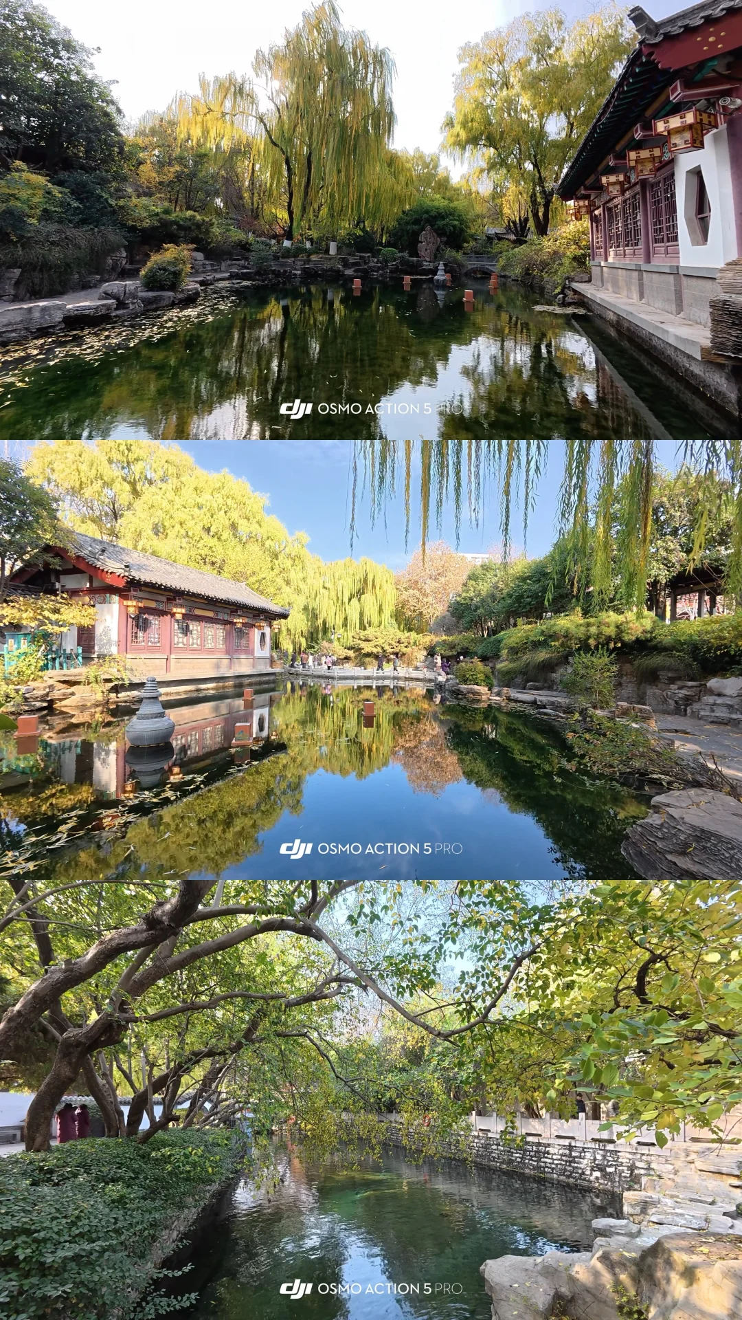 12.2济南 实况| 趵突泉+五龙潭+大明湖