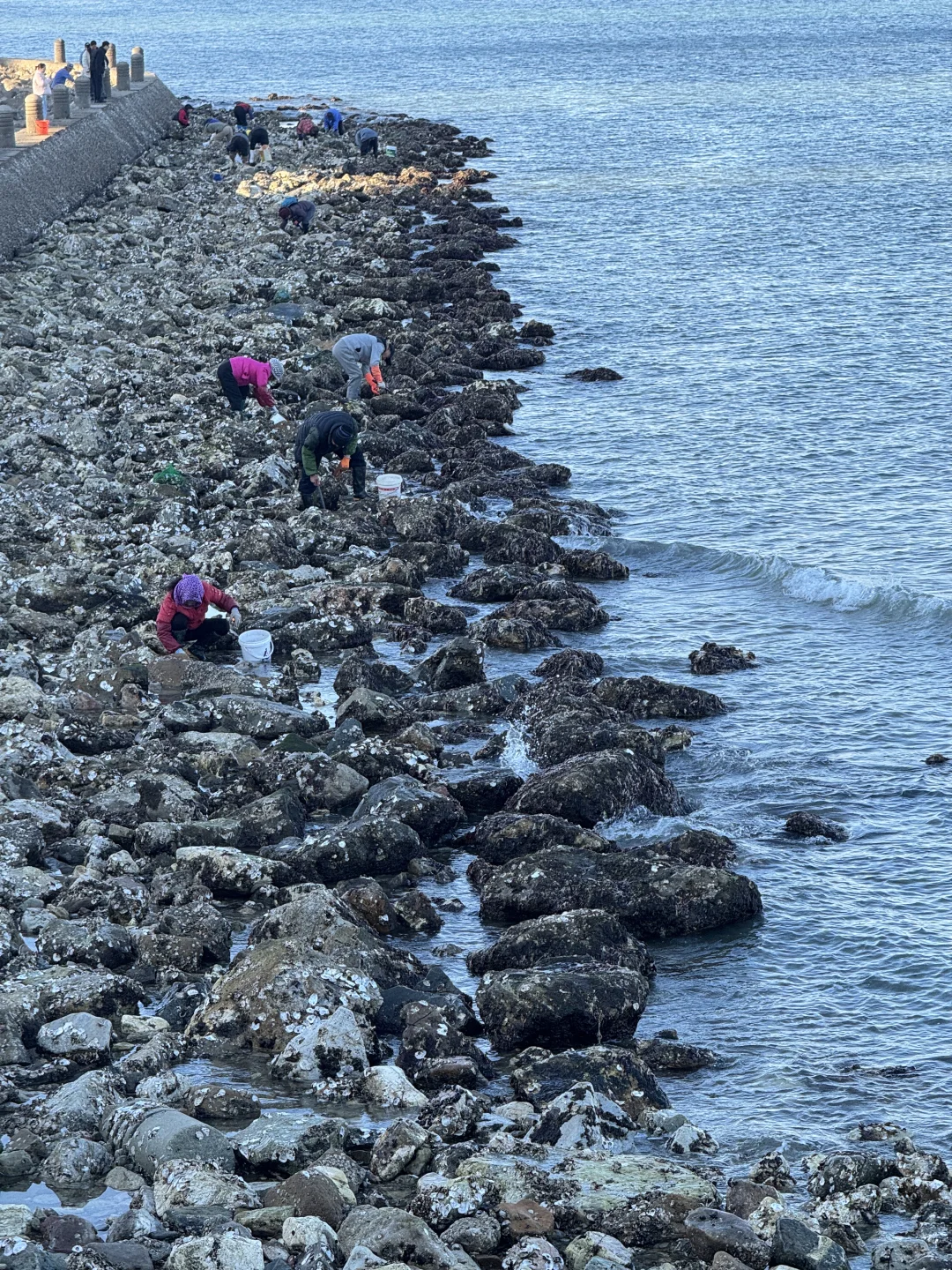 不吹🐂!今天烟台海边有一亿人看海鸥~🙋‍♀️
