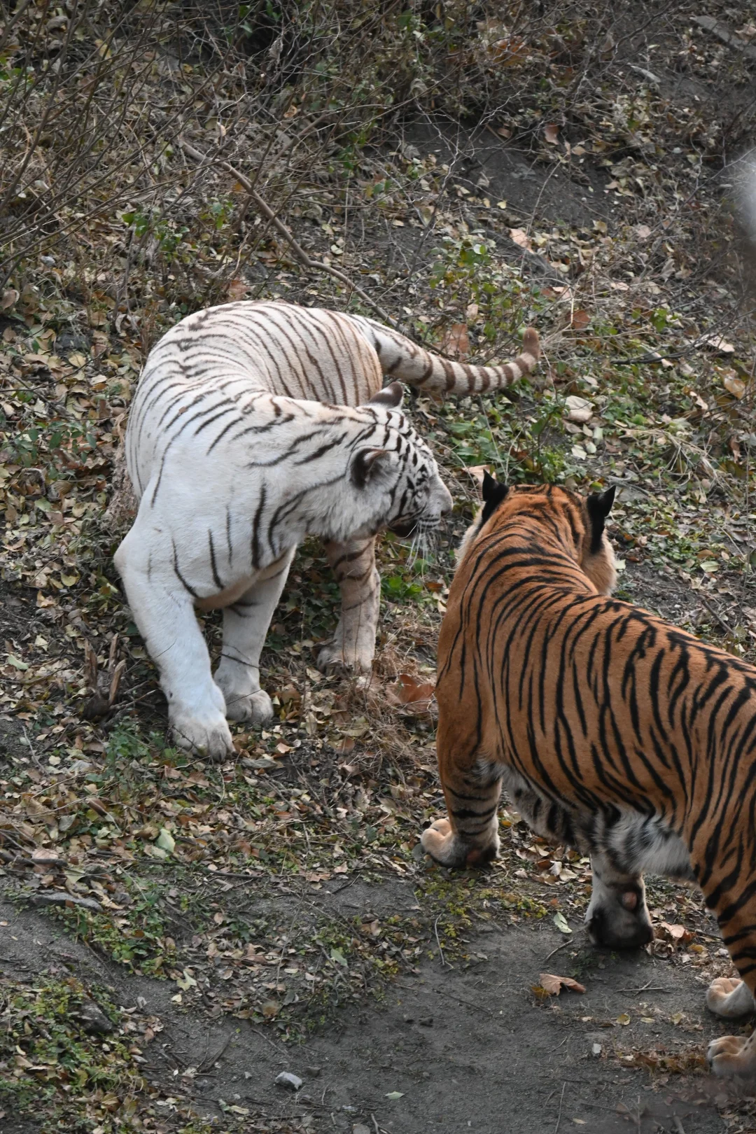 济南好去处07：济南动物园