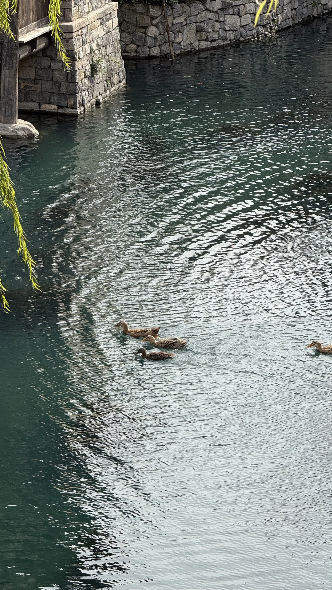 在济南的明水古城感受初冬