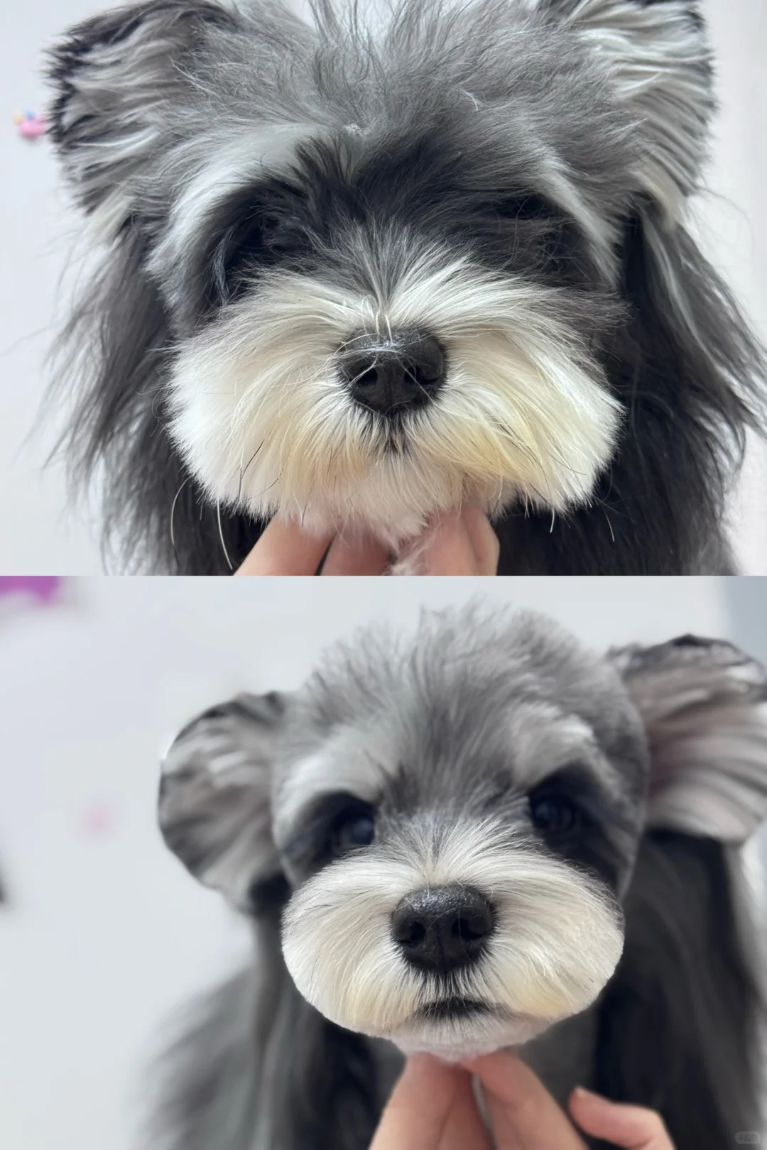 雪纳瑞造型｜青岛宠物店