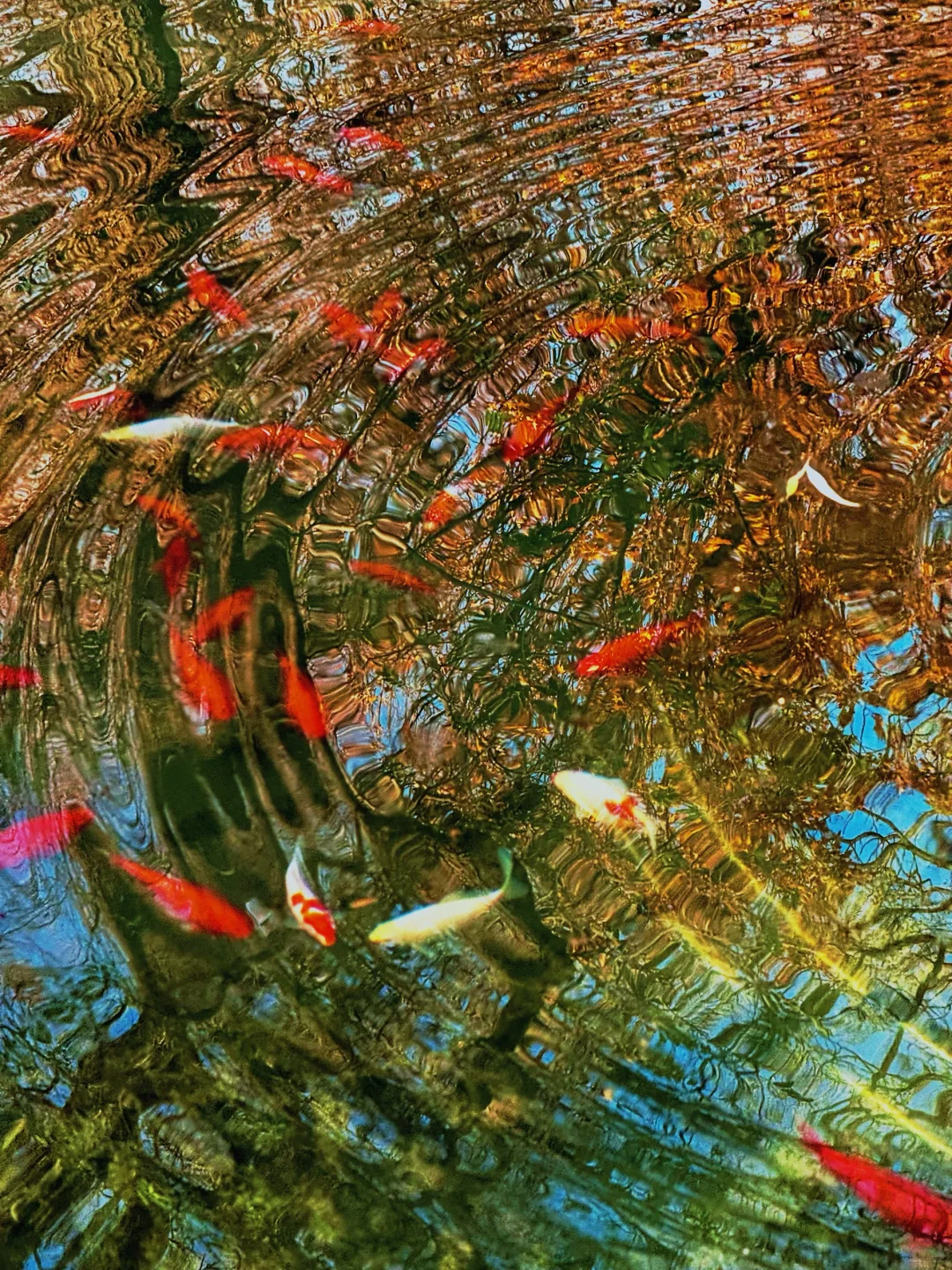 这济南可太美了！