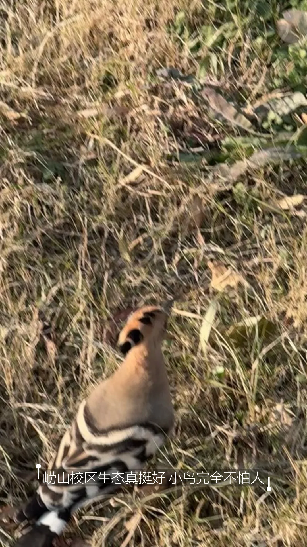 OUC读博plog｜青岛开启速冻模式