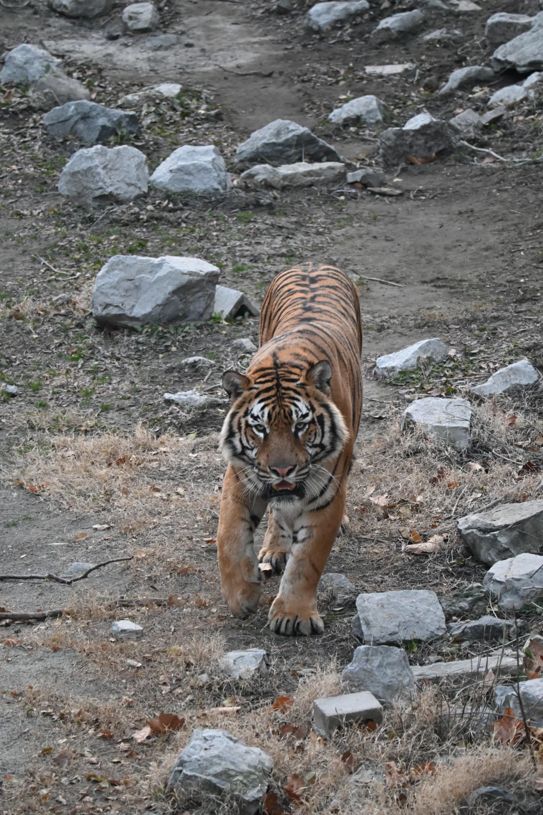 济南好去处07：济南动物园