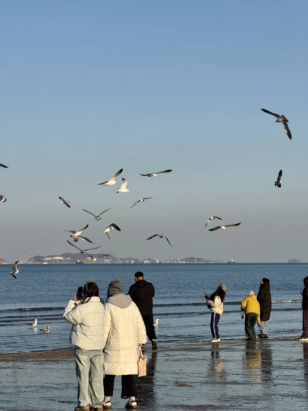 不吹🐂!今天烟台海边有一亿人看海鸥~🙋‍♀️