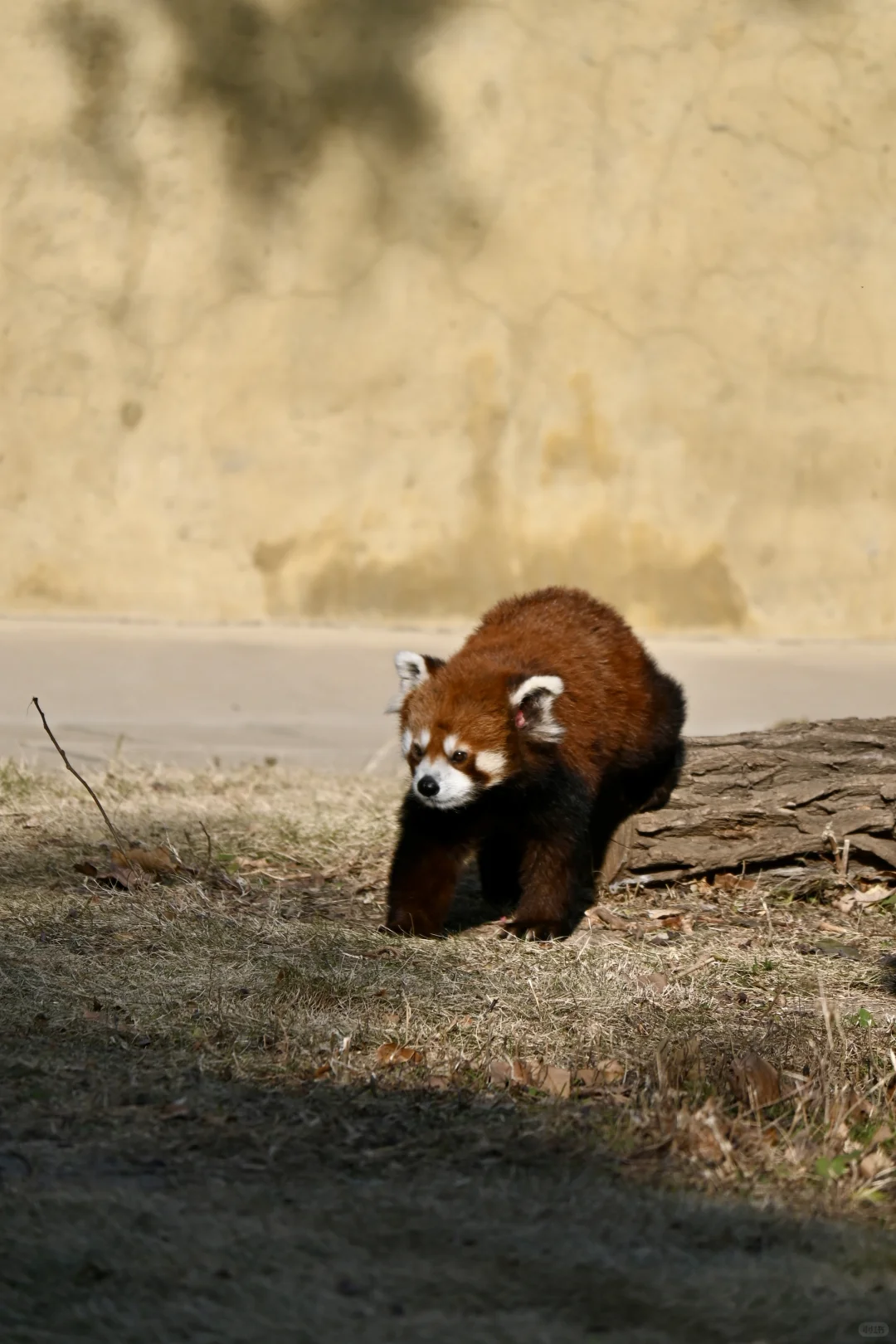 济南好去处07：济南动物园