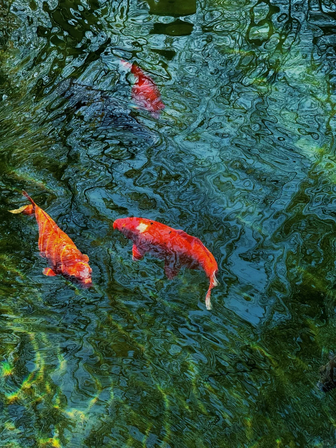 这济南可太美了！