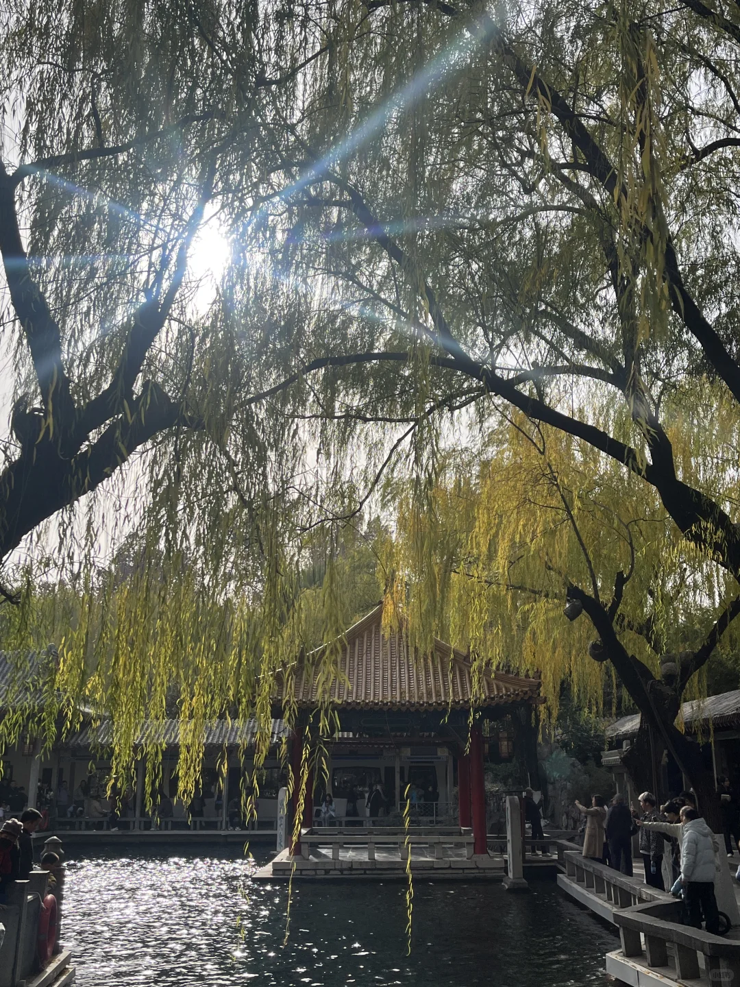 济南之行 喜欢济南这时候的垂柳