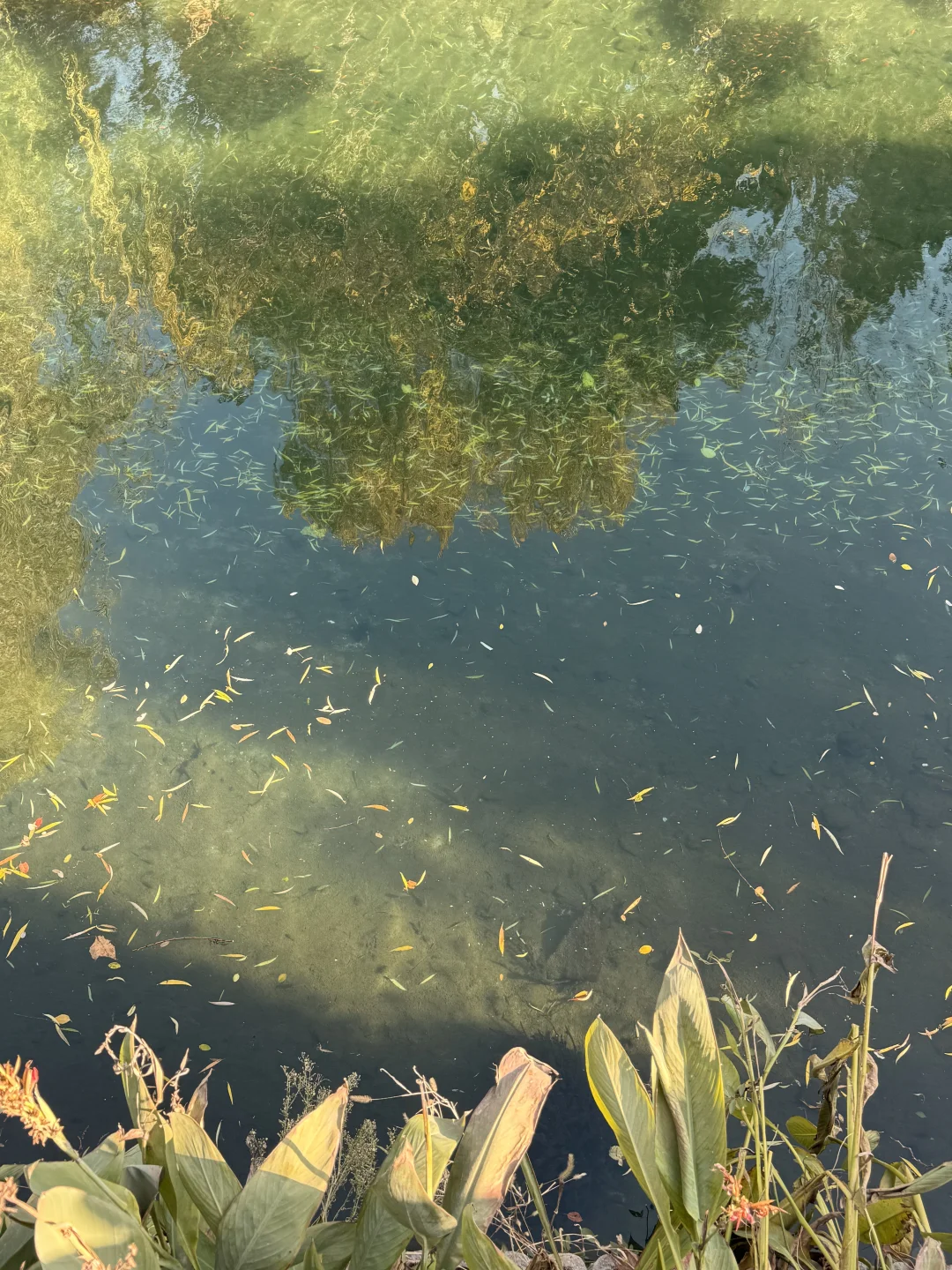 济南护城河 你美！！