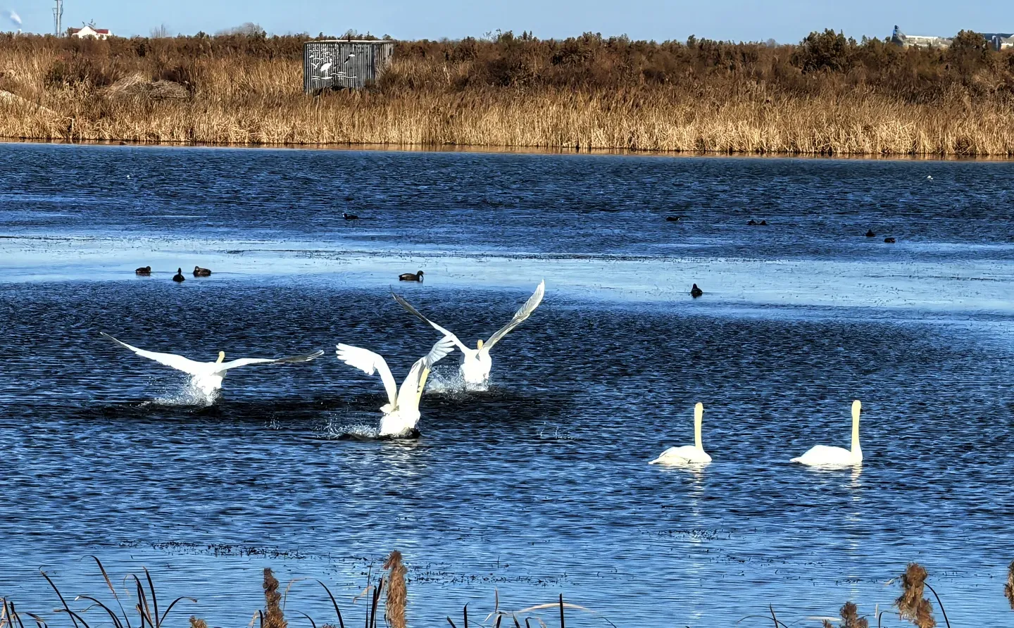 济南出发大美东营仿佛走进国家地理杂志封面