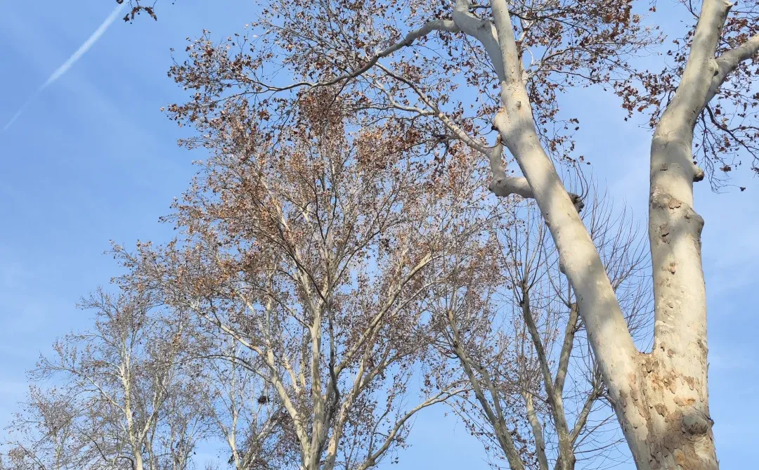 济南｜再见啦，这个逢人就喊老师的城市