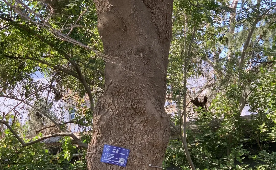 五龙潭处处有惊喜，不起眼的树140岁了