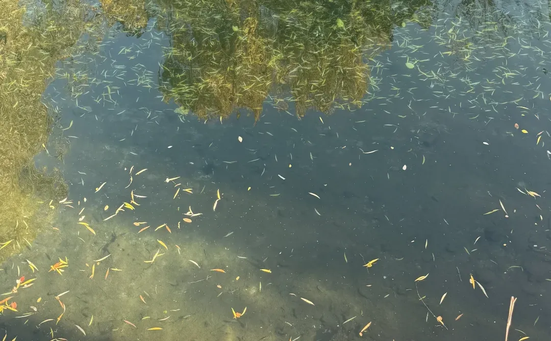 济南护城河 你美！！