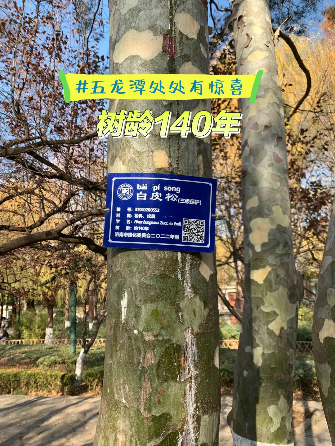 五龙潭处处有惊喜，不起眼的树140岁了