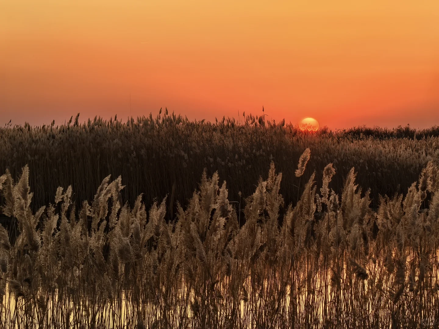 济南出发大美东营仿佛走进国家地理杂志封面