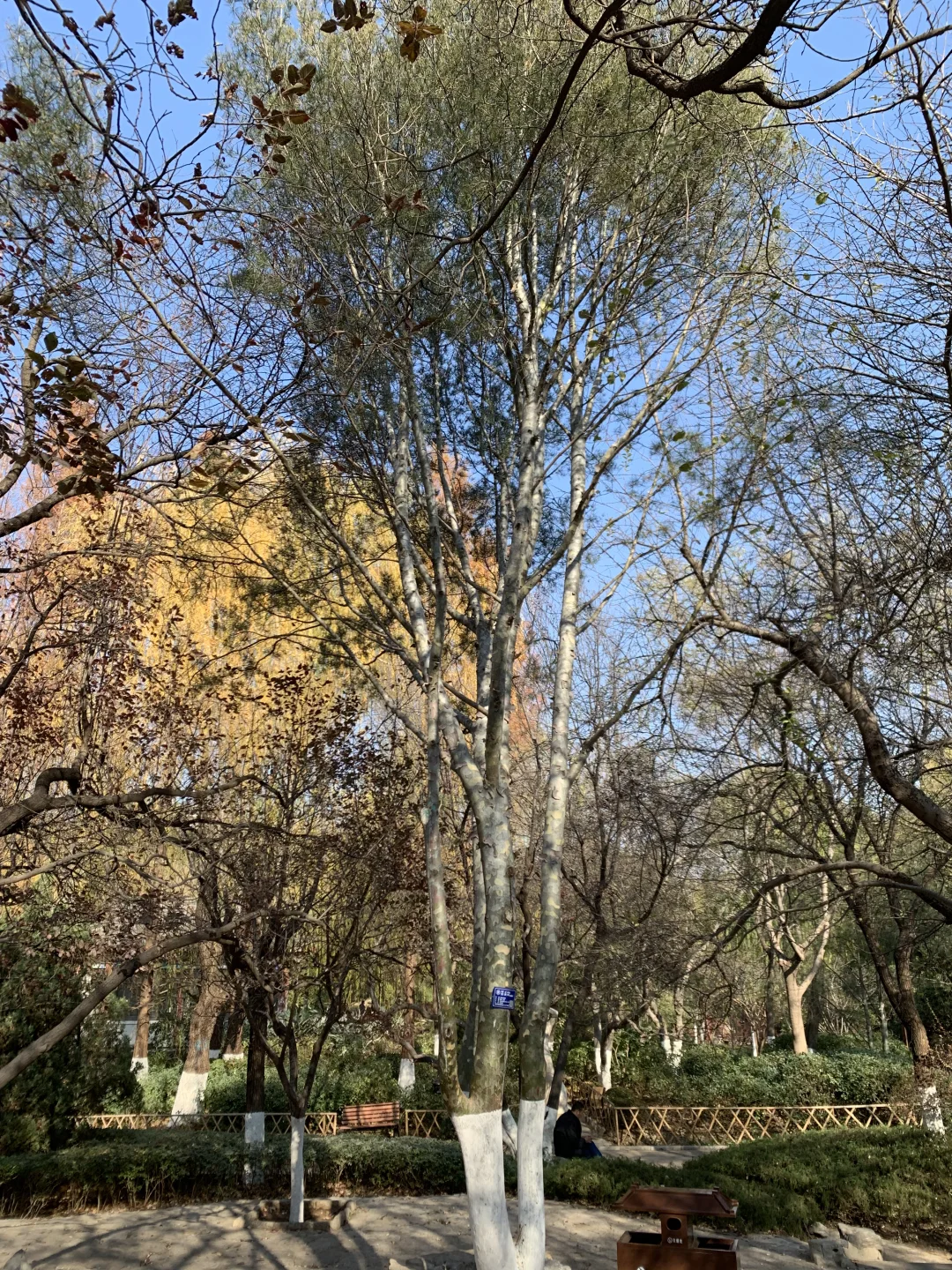 五龙潭处处有惊喜，不起眼的树140岁了