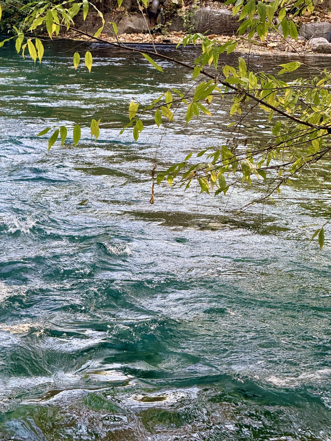 泉城翡翠般的冬天胜似春天