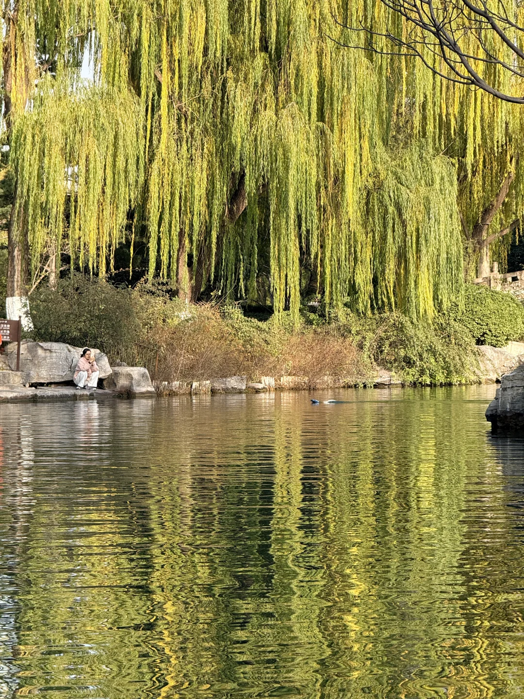 泉城翡翠般的冬天胜似春天