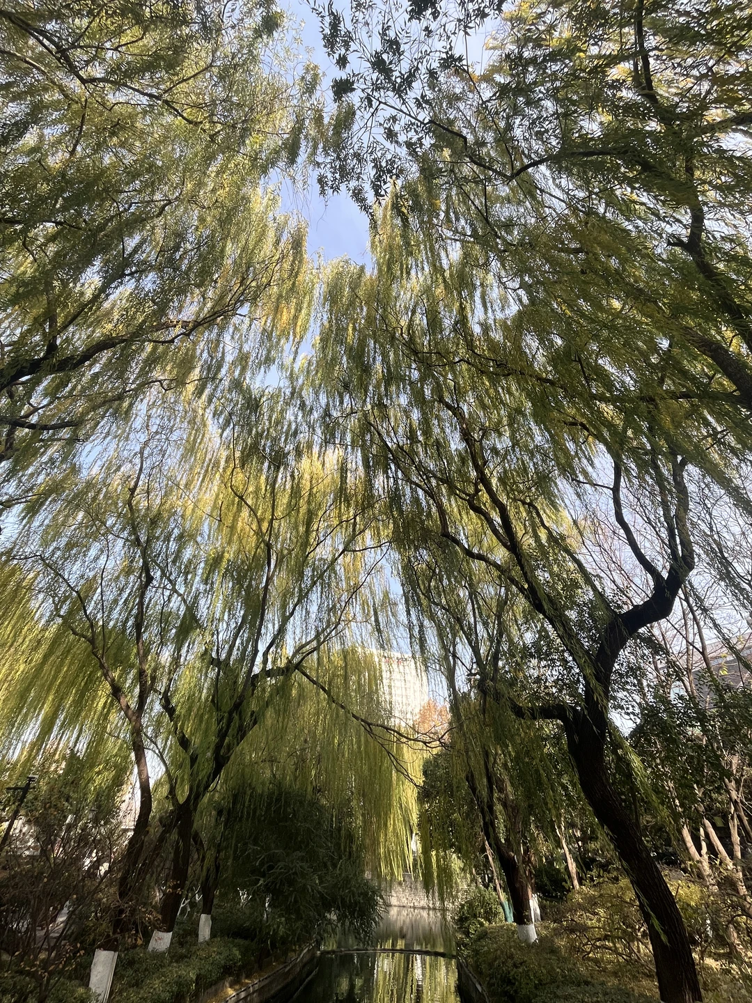 济南之行 喜欢济南这时候的垂柳