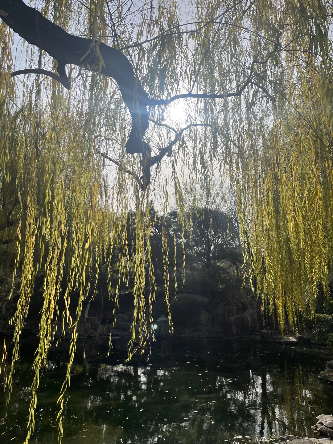 济南之行 喜欢济南这时候的垂柳