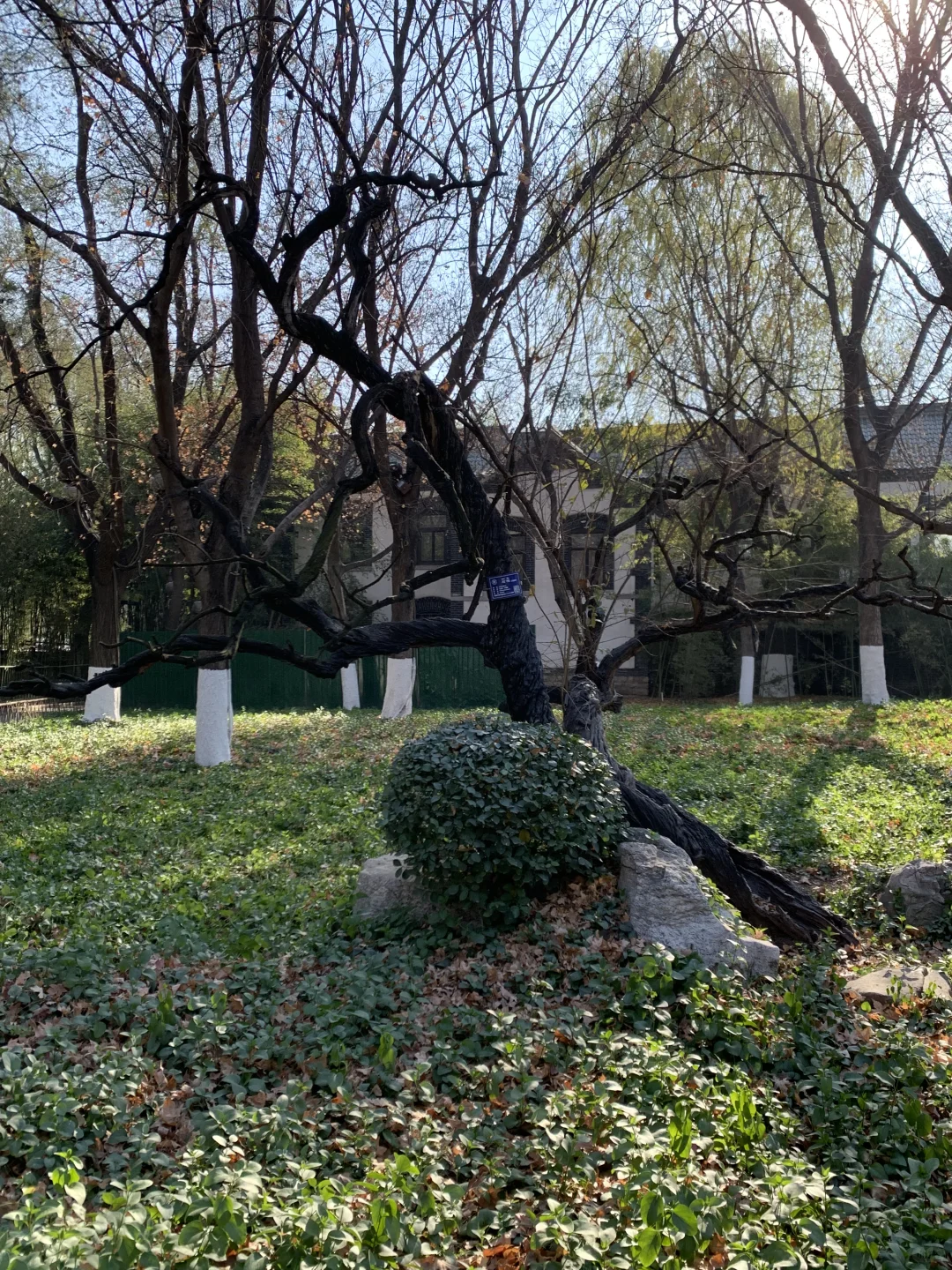 五龙潭处处有惊喜，不起眼的树140岁了