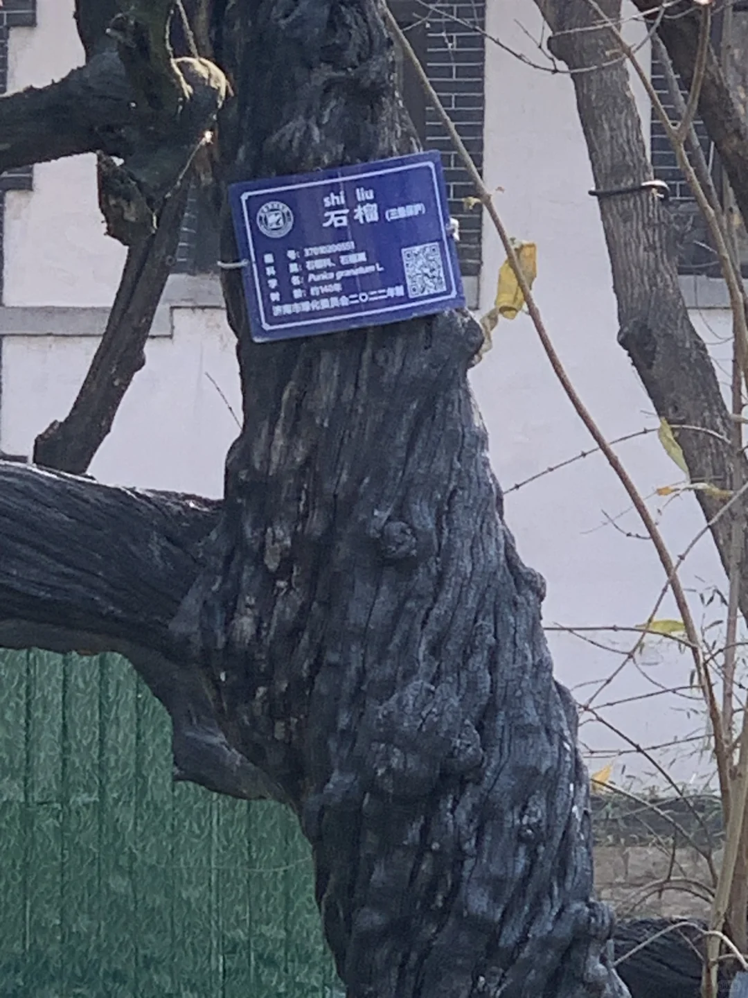 五龙潭处处有惊喜，不起眼的树140岁了