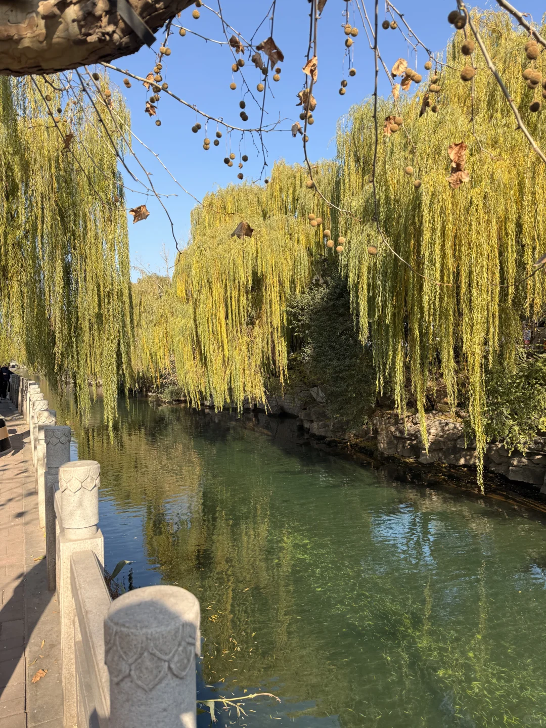 济南护城河 你美！！