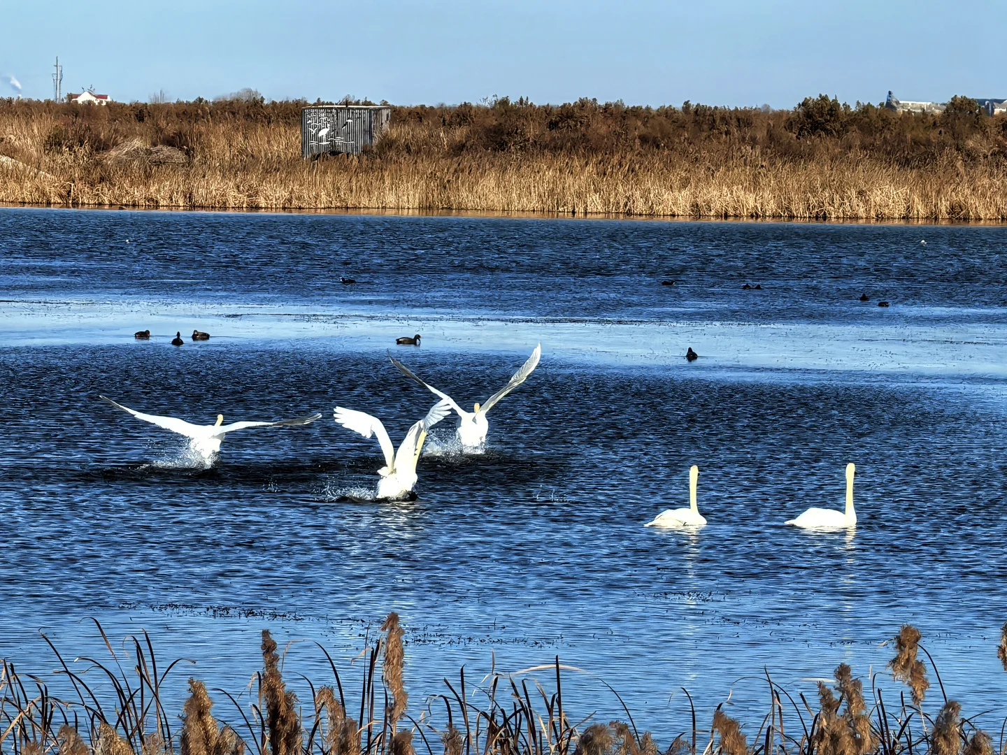 济南出发大美东营仿佛走进国家地理杂志封面