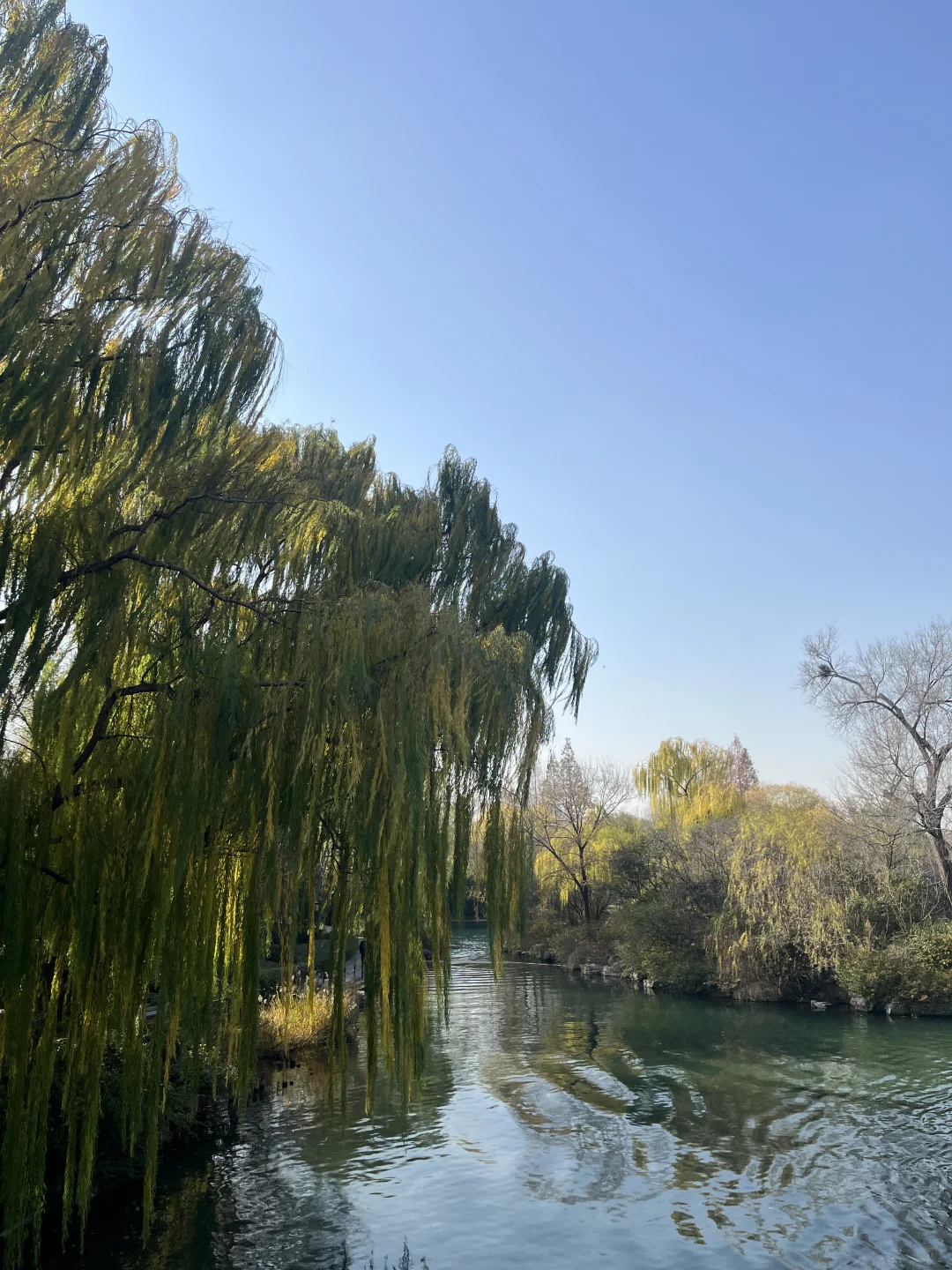 济南之行 喜欢济南这时候的垂柳