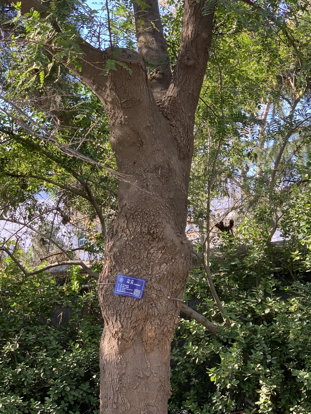 五龙潭处处有惊喜，不起眼的树140岁了