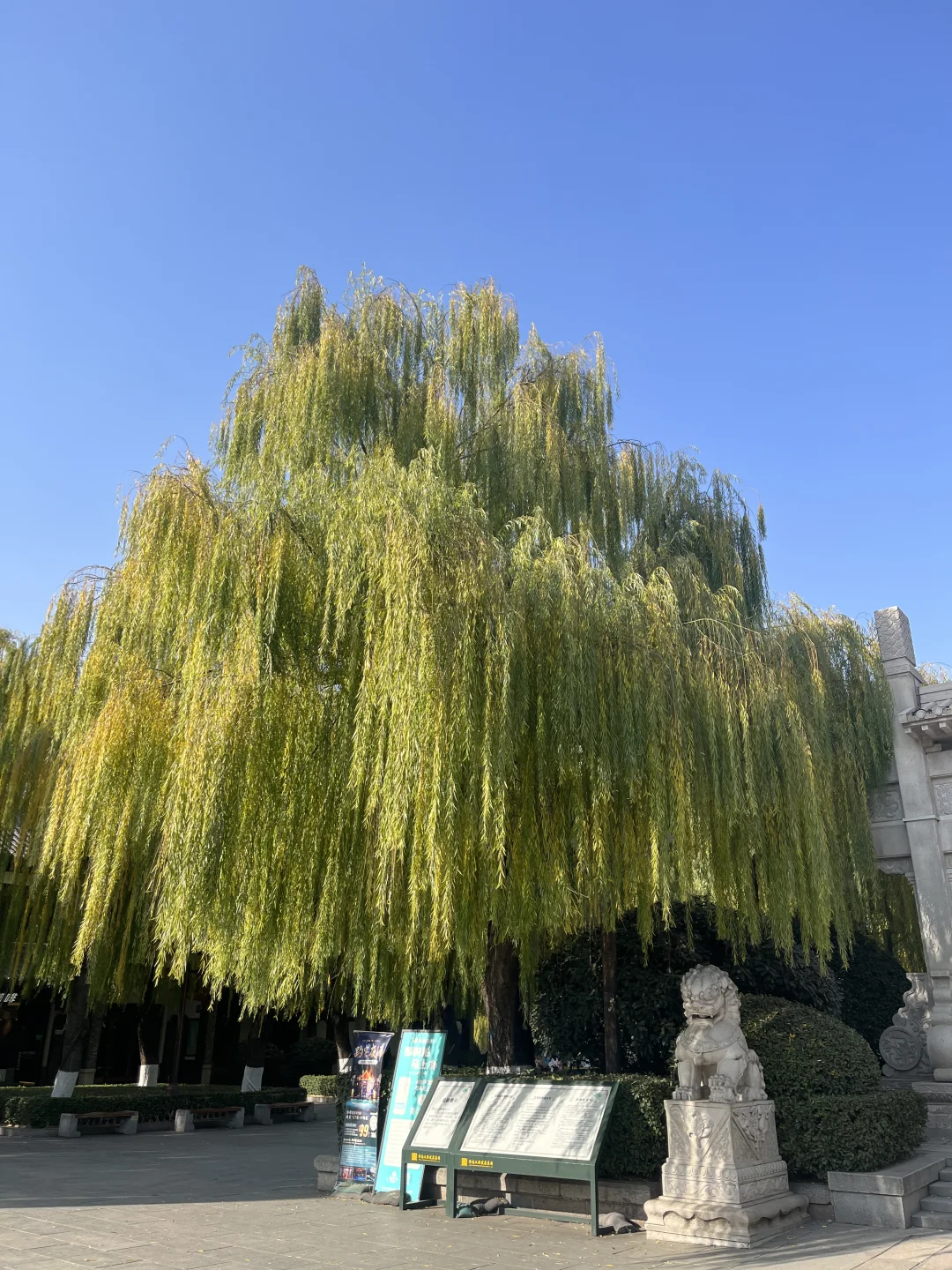 济南之行 喜欢济南这时候的垂柳