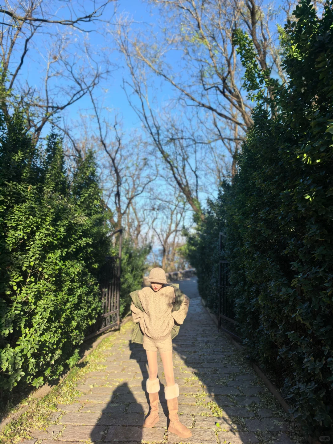 烟台山的鸡爪树