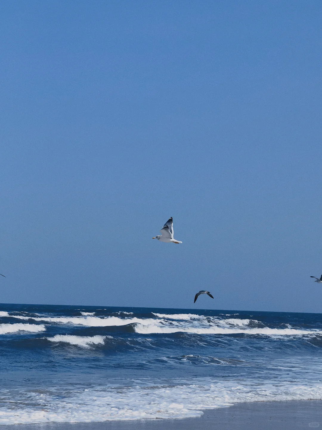 在烟台听海浪拍岸 看海鸥盘旋