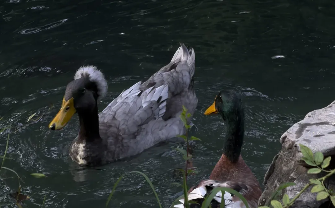 济南的秋冬是一种感觉