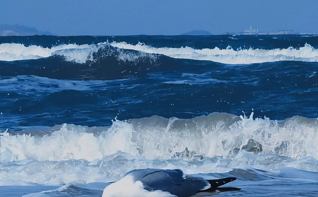在烟台听海浪拍岸 看海鸥盘旋