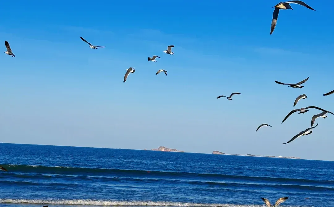 烟台！终于遇到我的理想海边城市